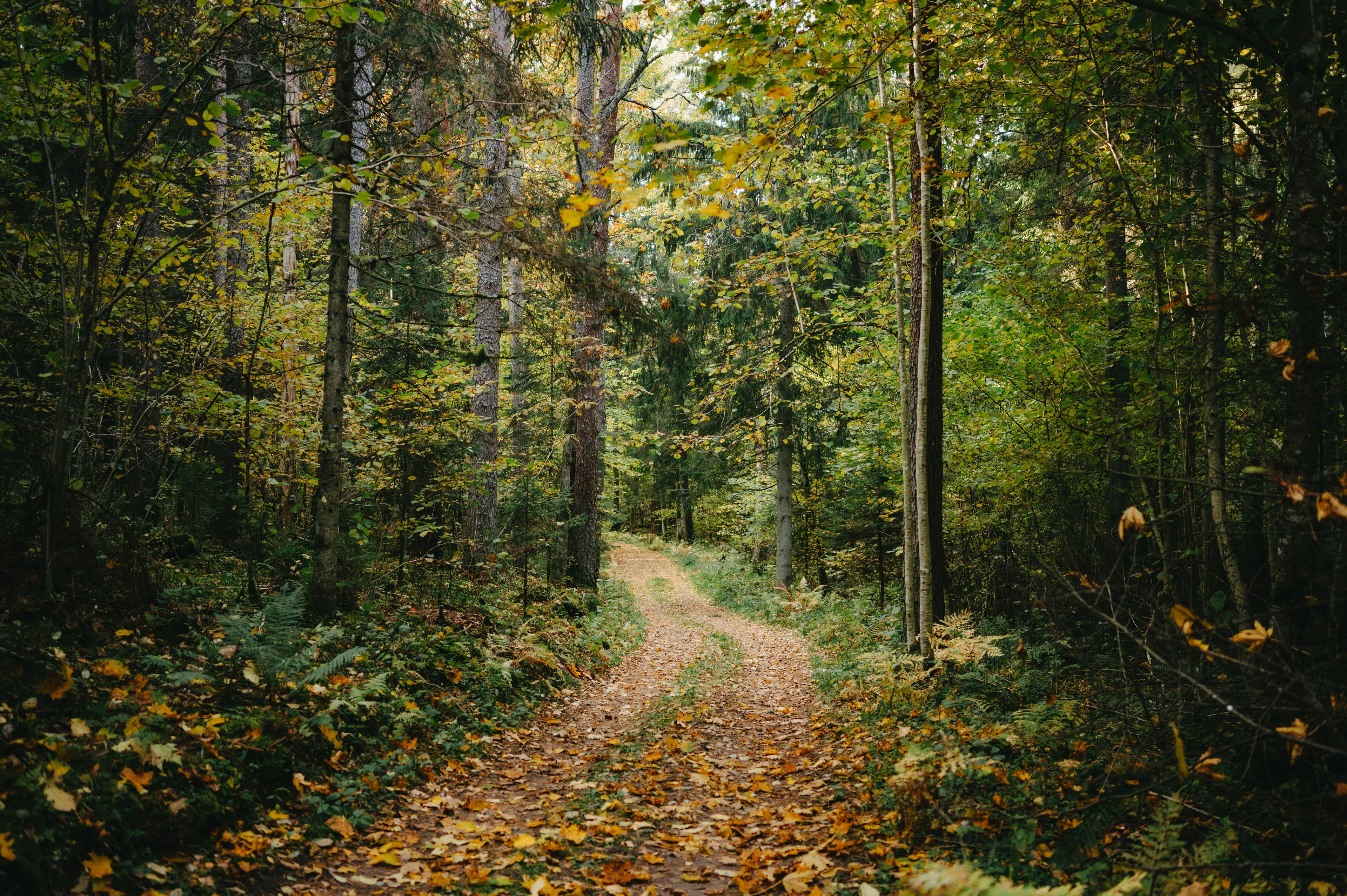 Sunlight filtering through a mature broadleaf forest