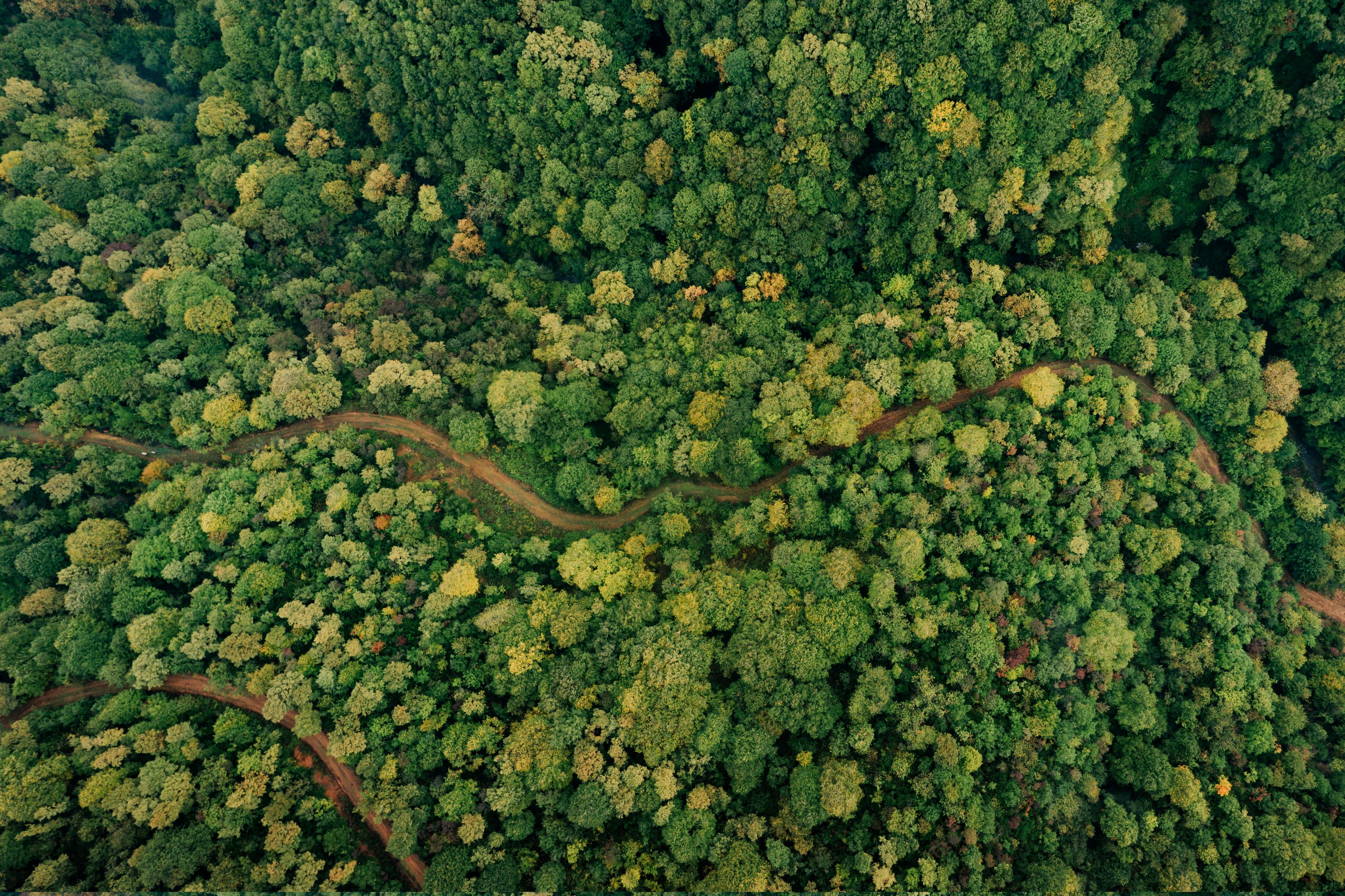 A trail through a temperate broadleaf forest